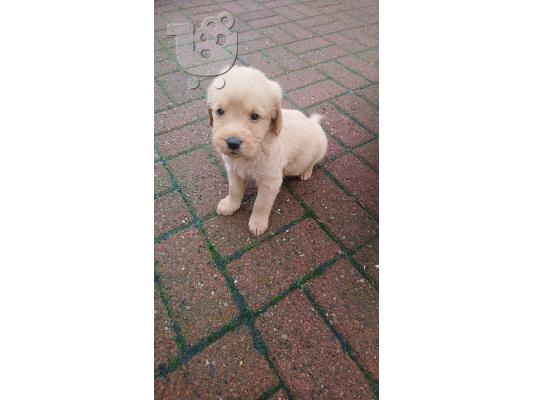 PoulaTo: Κουτάβια Labradoodle